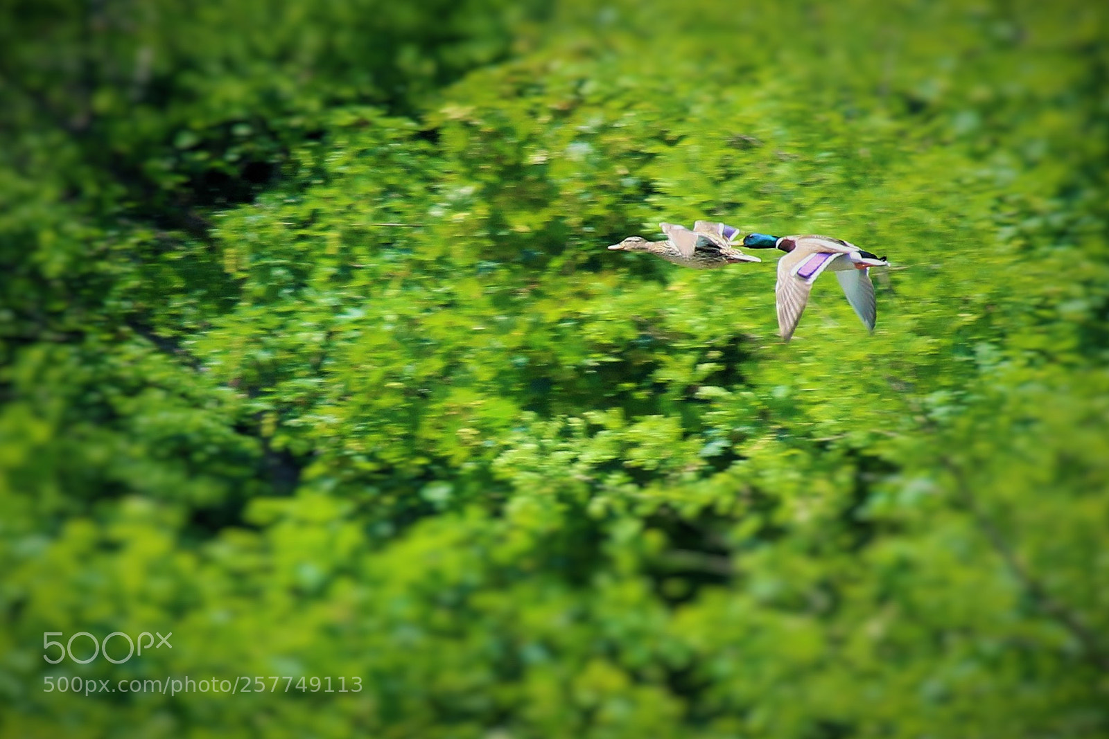 Canon EOS 7D Mark II sample photo. Two flying ducks () photography