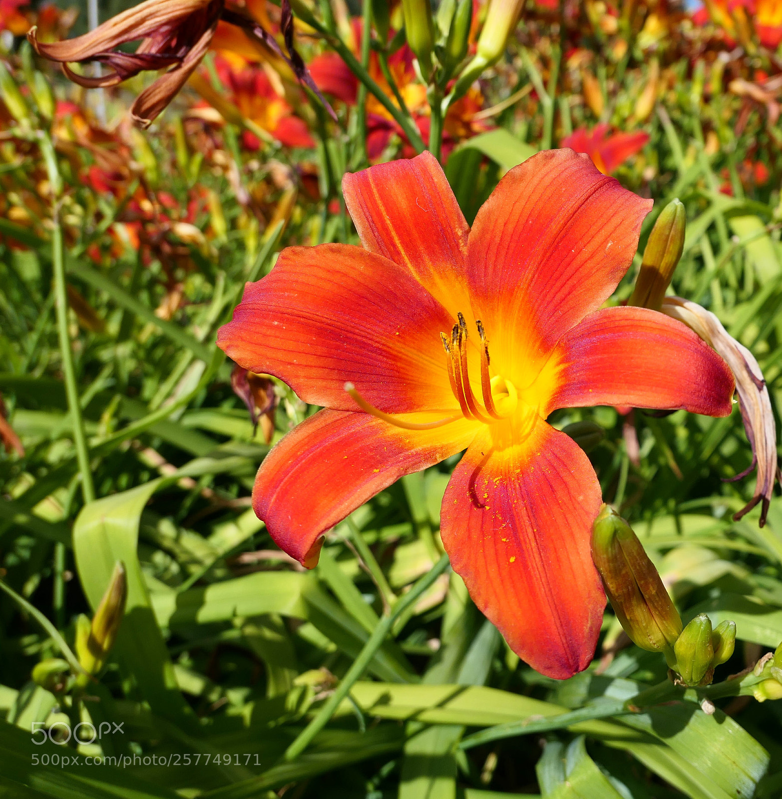 Panasonic Lumix DMC-LX10 (Lumix DMC-LX15) sample photo. Untitled photography