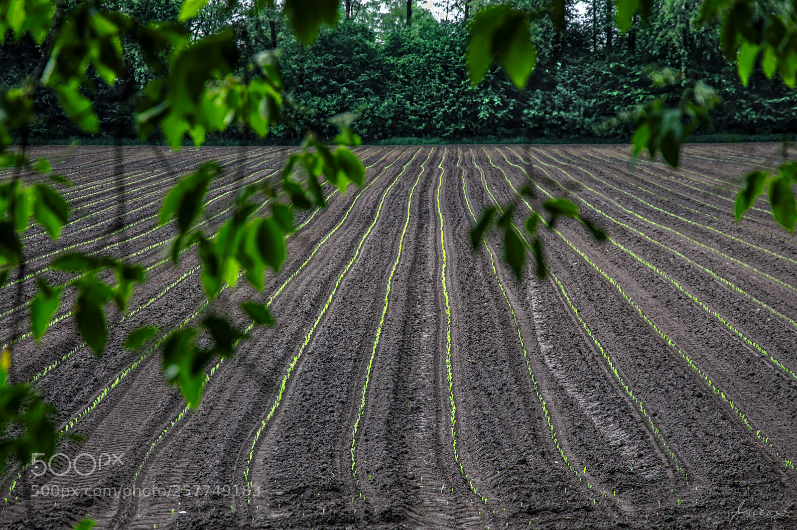 Nikon D90 sample photo. Green lines of spring photography