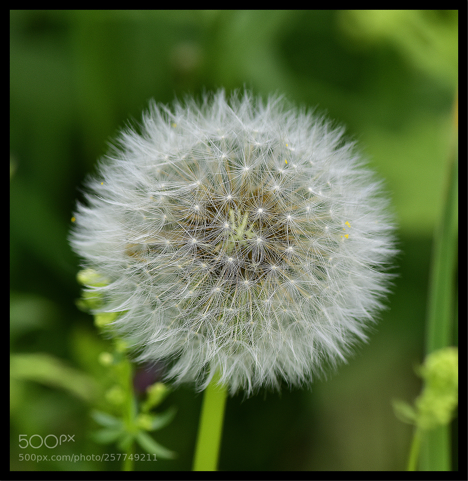 Nikon D5500 sample photo. Exploding dadelion photography