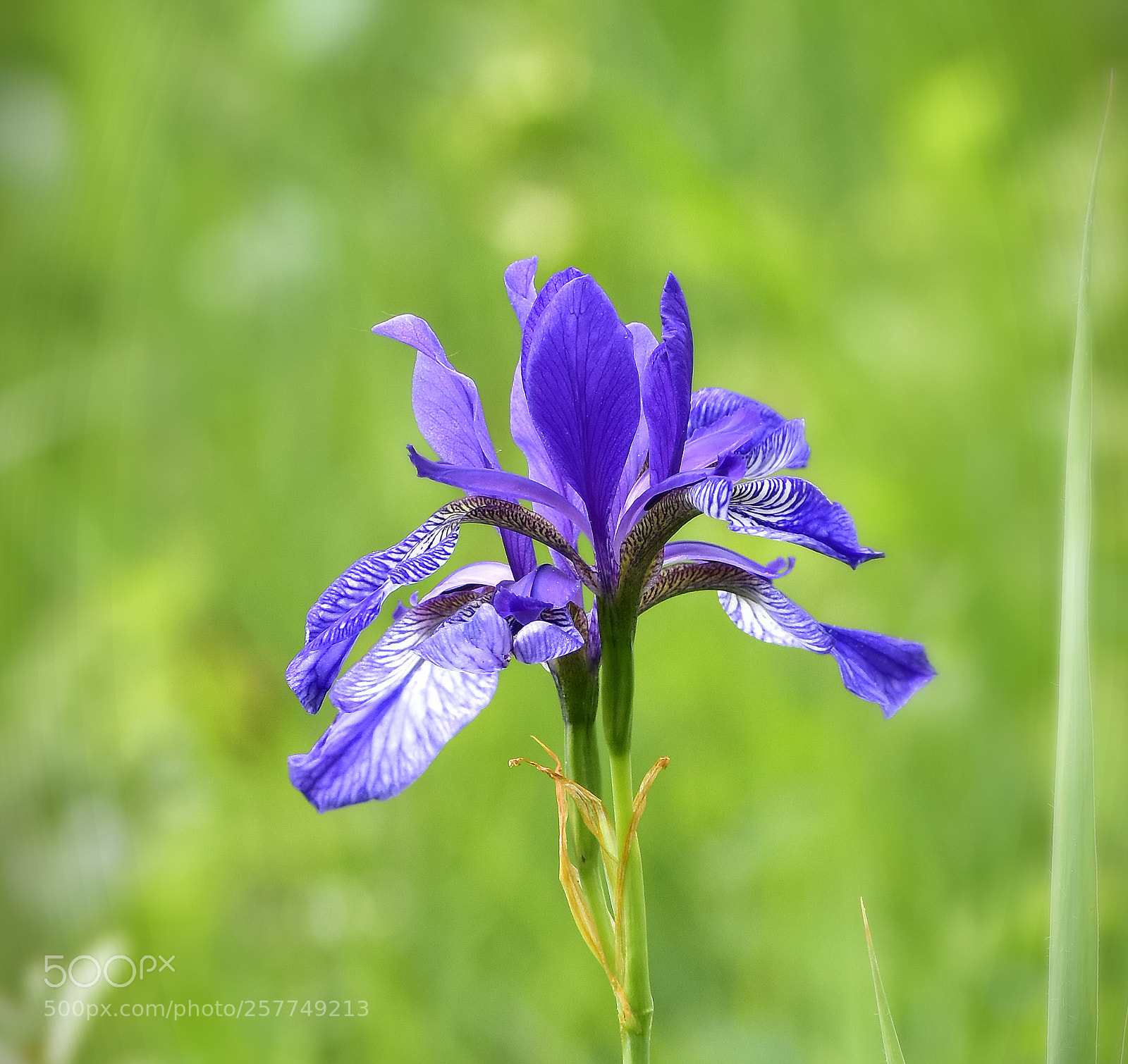 Nikon D5500 sample photo. A lily of the photography