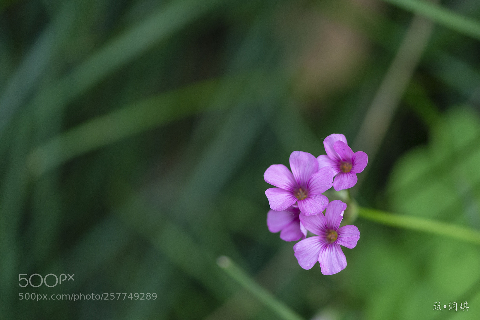 Nikon Df sample photo. 献给润琪 photography