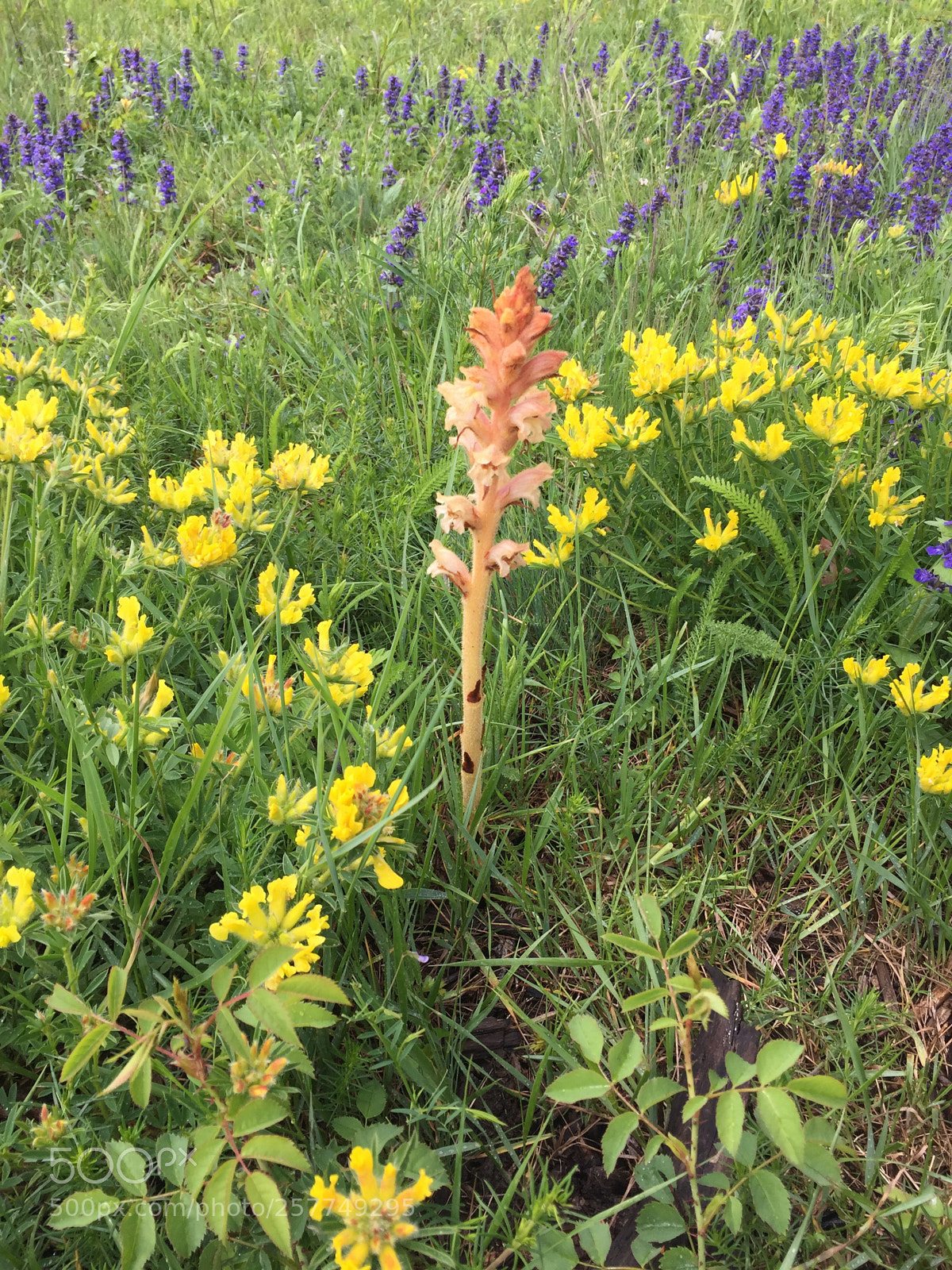 Apple iPhone 6 sample photo. Flowers photography
