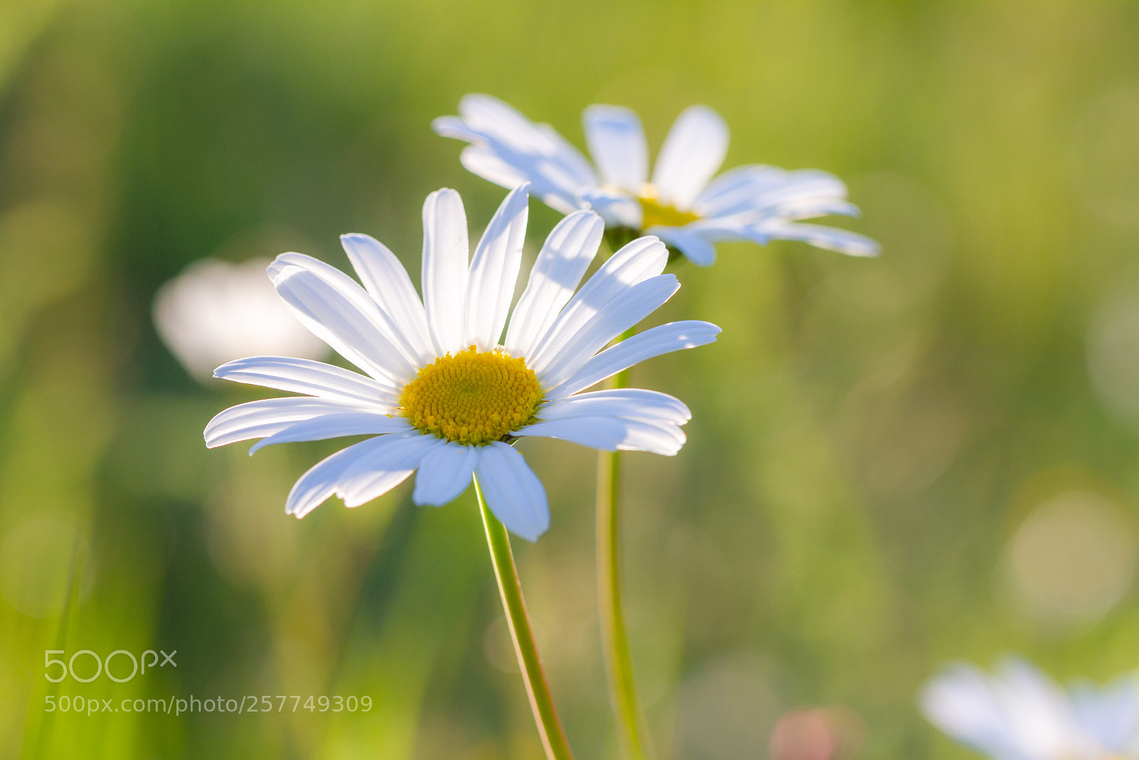 Canon EOS 7D sample photo. Marguerite photography