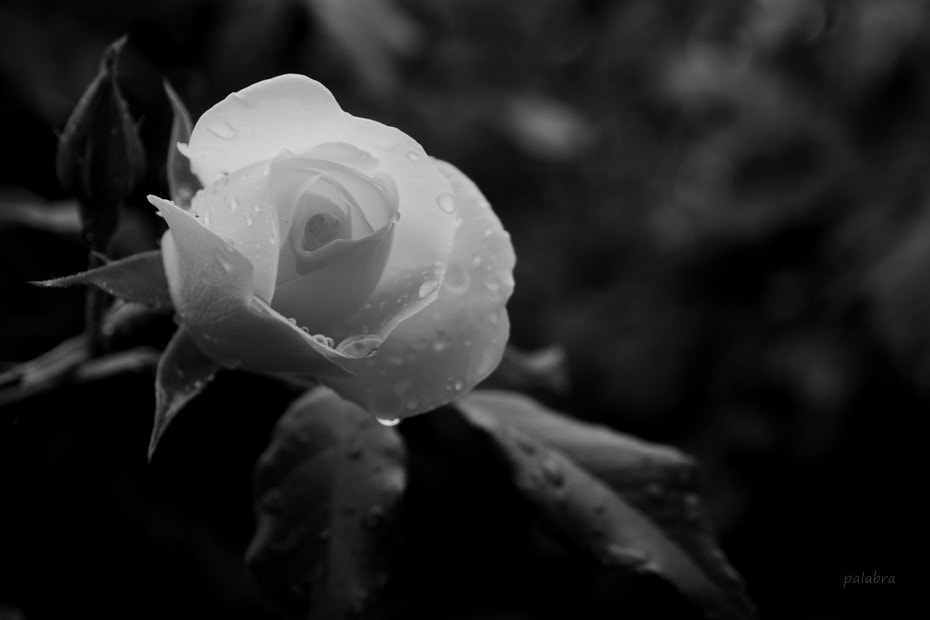 Samsung NX30 sample photo. White rose photography