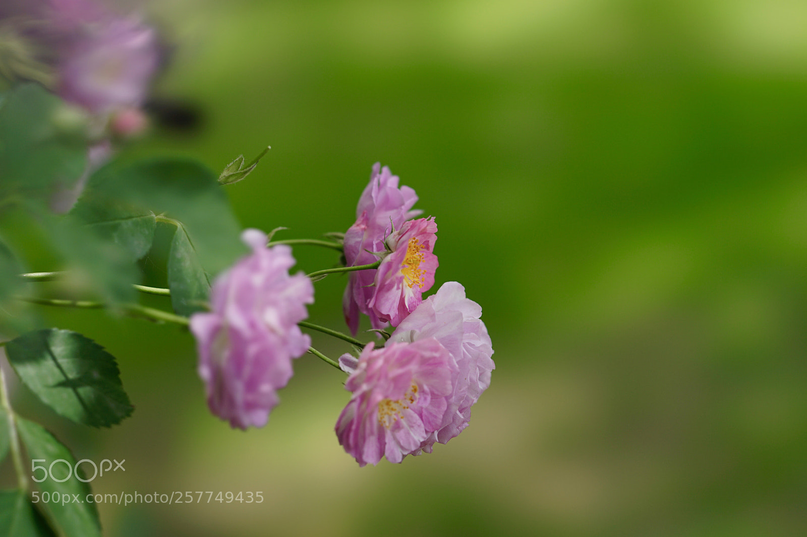 Sony a7 II sample photo. 柔媚蔷薇 photography