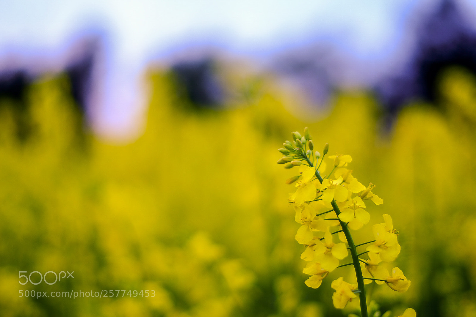 Fujifilm X-T1 sample photo. Rapper flower photography