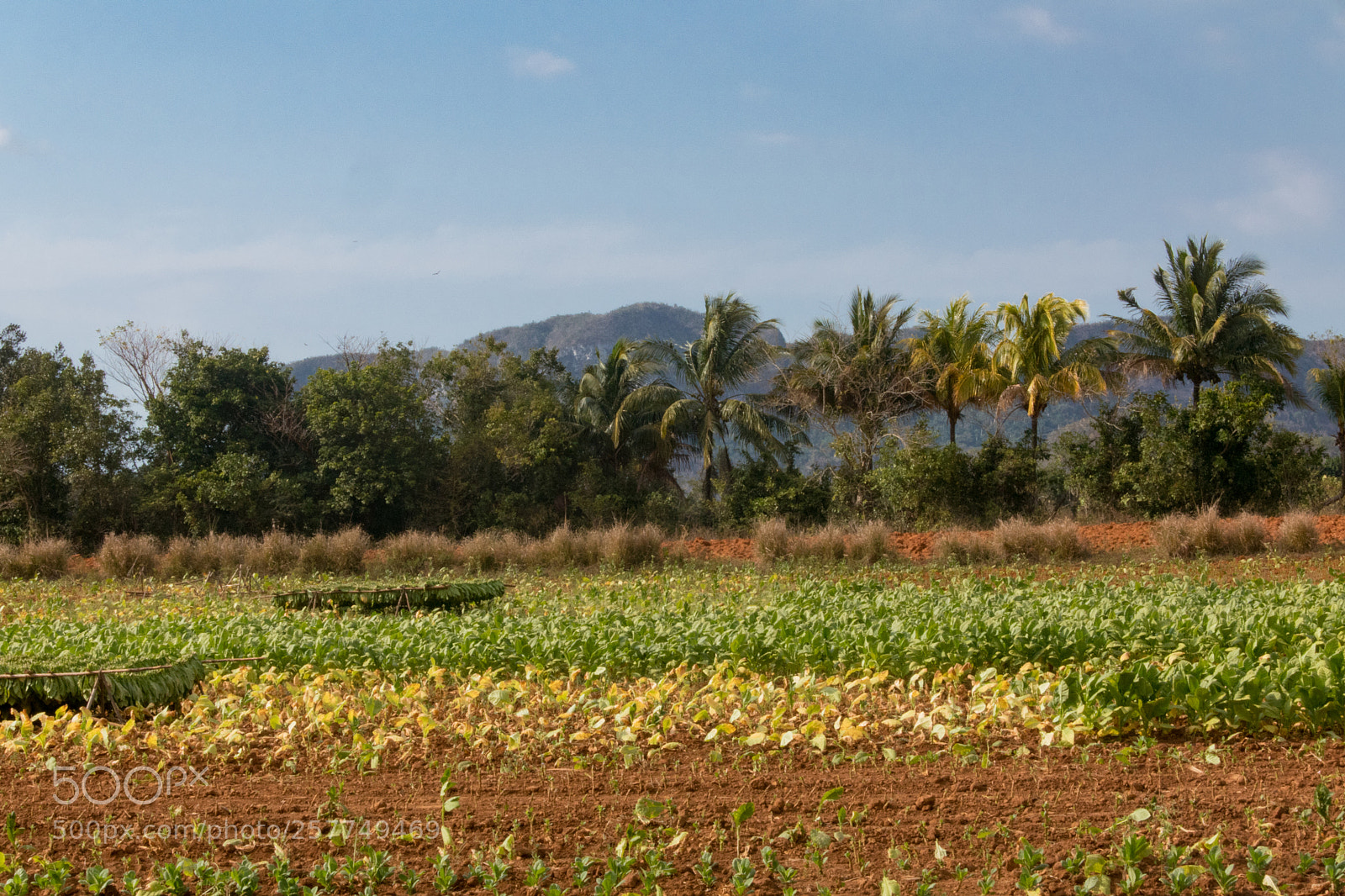 Nikon 1 J5 sample photo. Tobacco field in vi photography