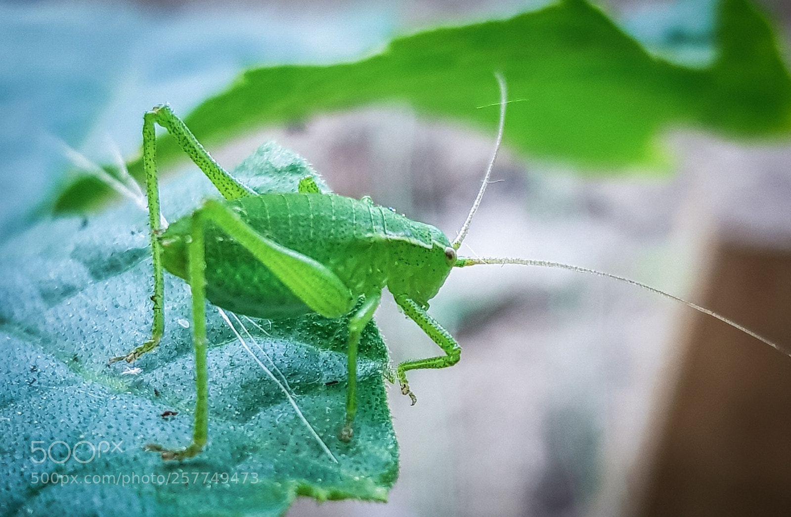 Samsung Galaxy S8 sample photo. Grasshopper photography