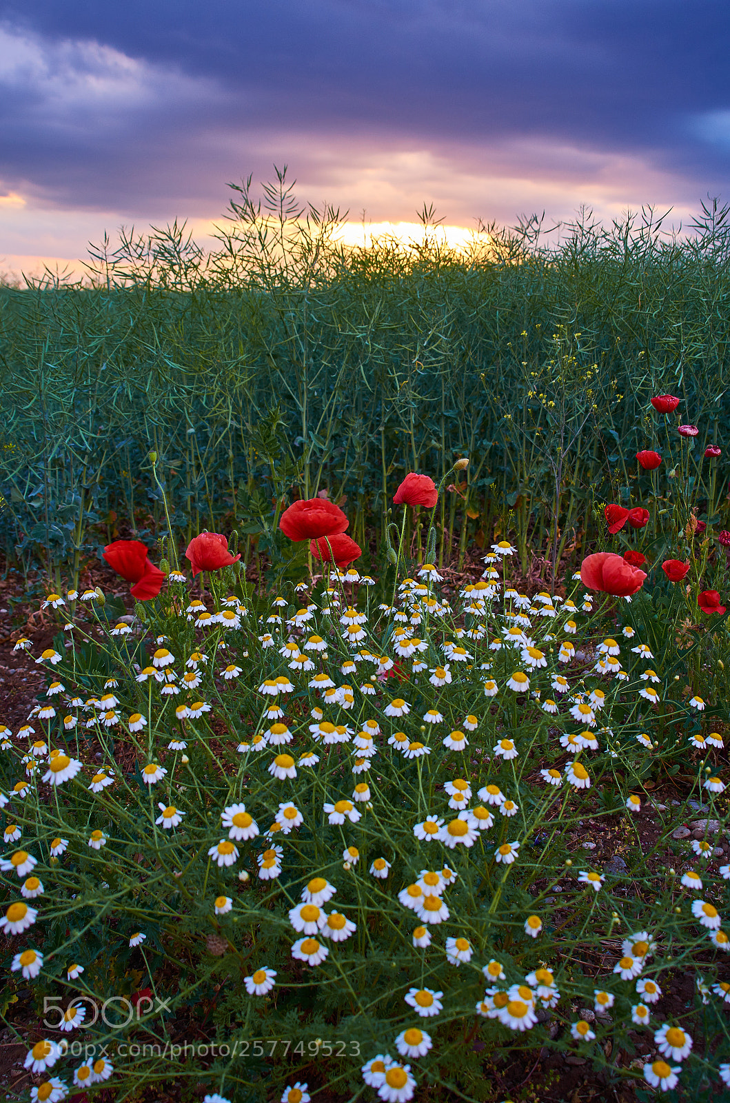 Nikon D7000 sample photo. Pastel photography
