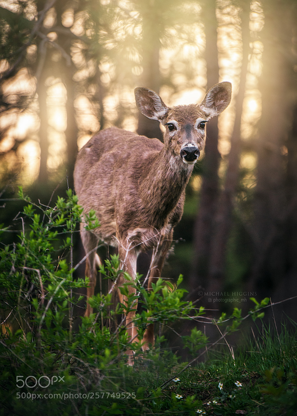 Nikon D610 sample photo. Doe at dusk photography