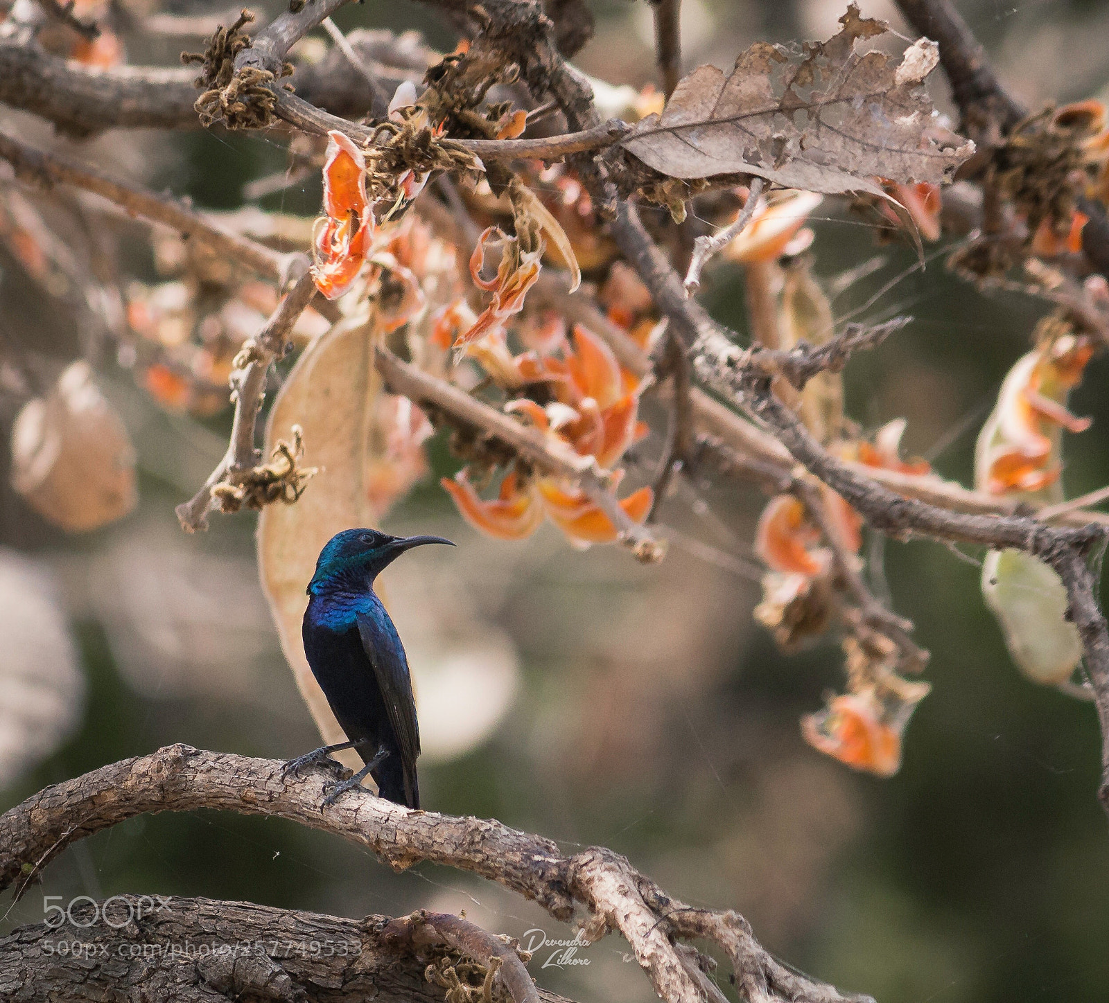 Canon EOS 700D (EOS Rebel T5i / EOS Kiss X7i) sample photo. A purple sunbird  photography