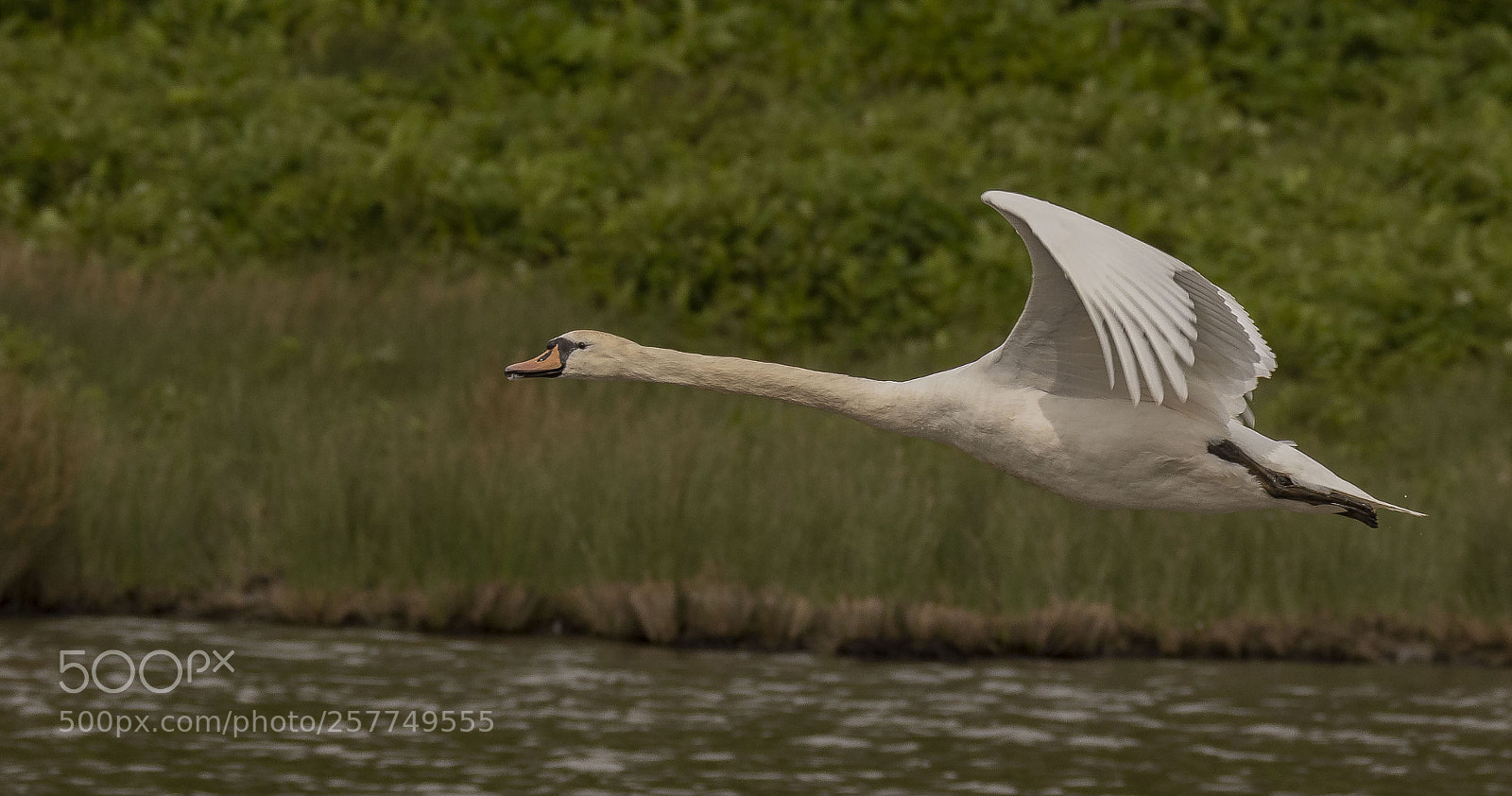 Canon EOS 7D Mark II sample photo. Mute swan photography