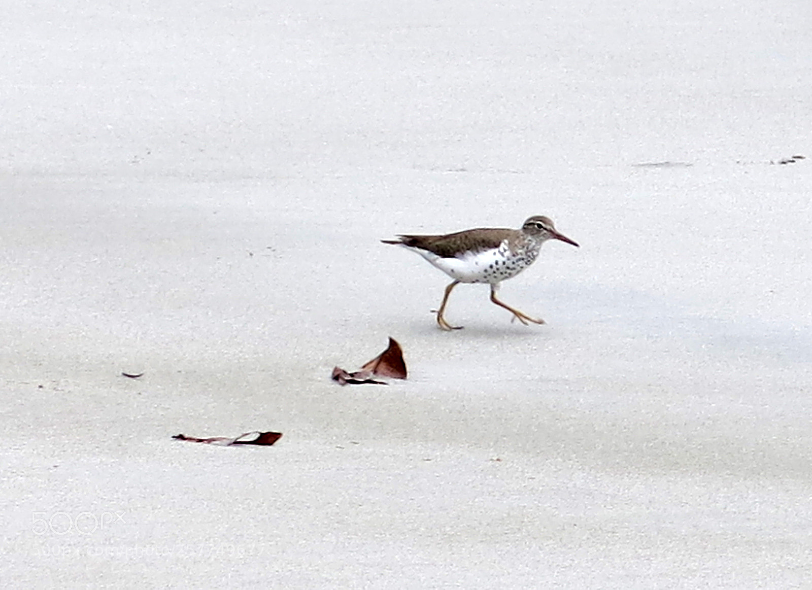 Canon PowerShot G15 sample photo. Img_1037-0.jpg seabird photography