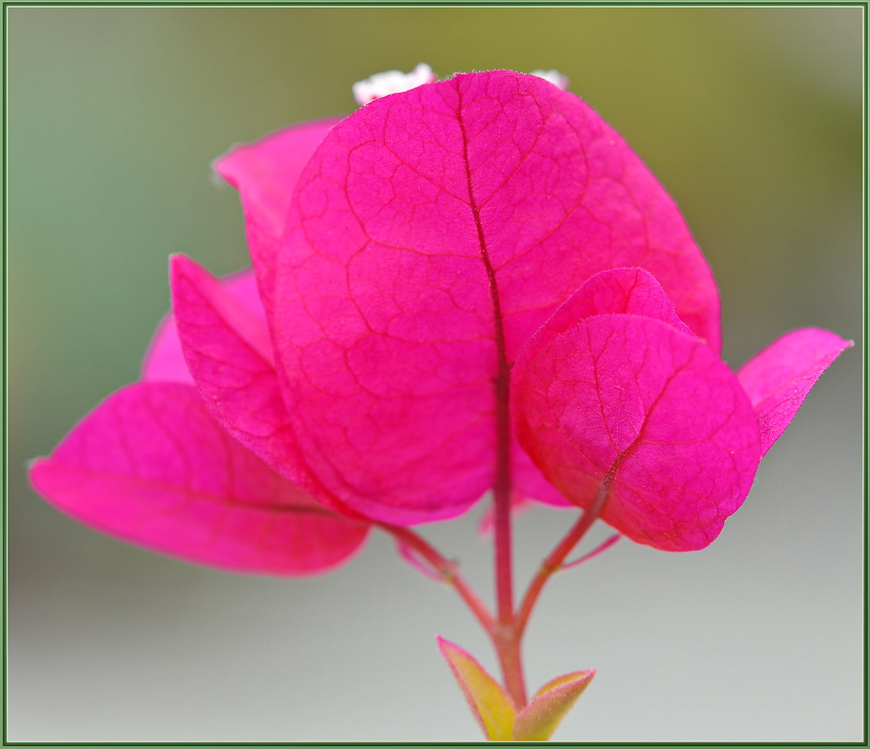 Sigma 105mm F2.8 EX DG OS HSM sample photo. Oh that pink photography