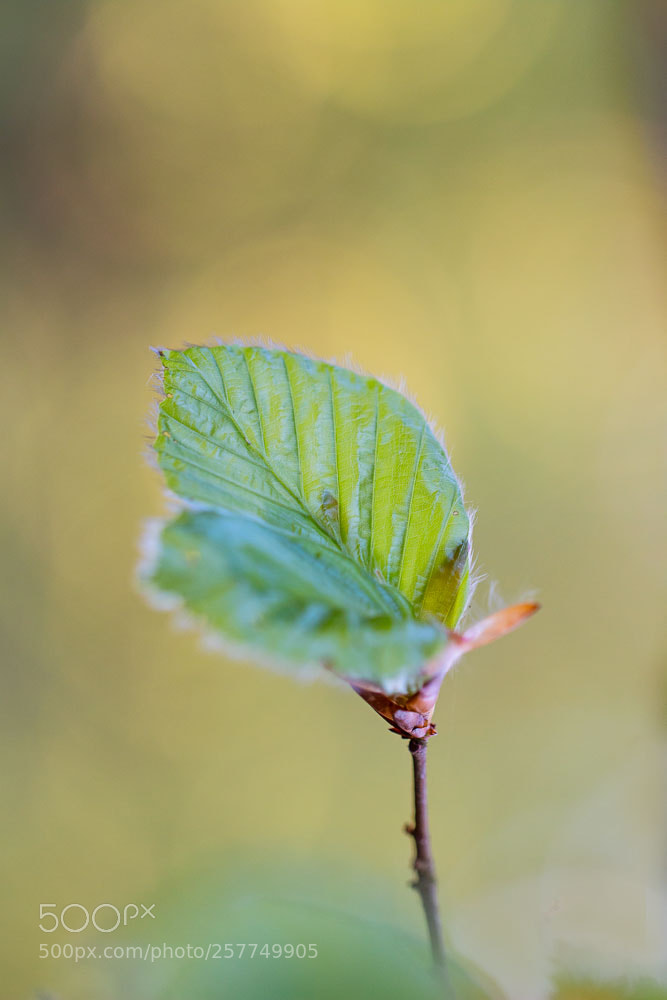 Canon EOS 70D sample photo. Beech leaf photography