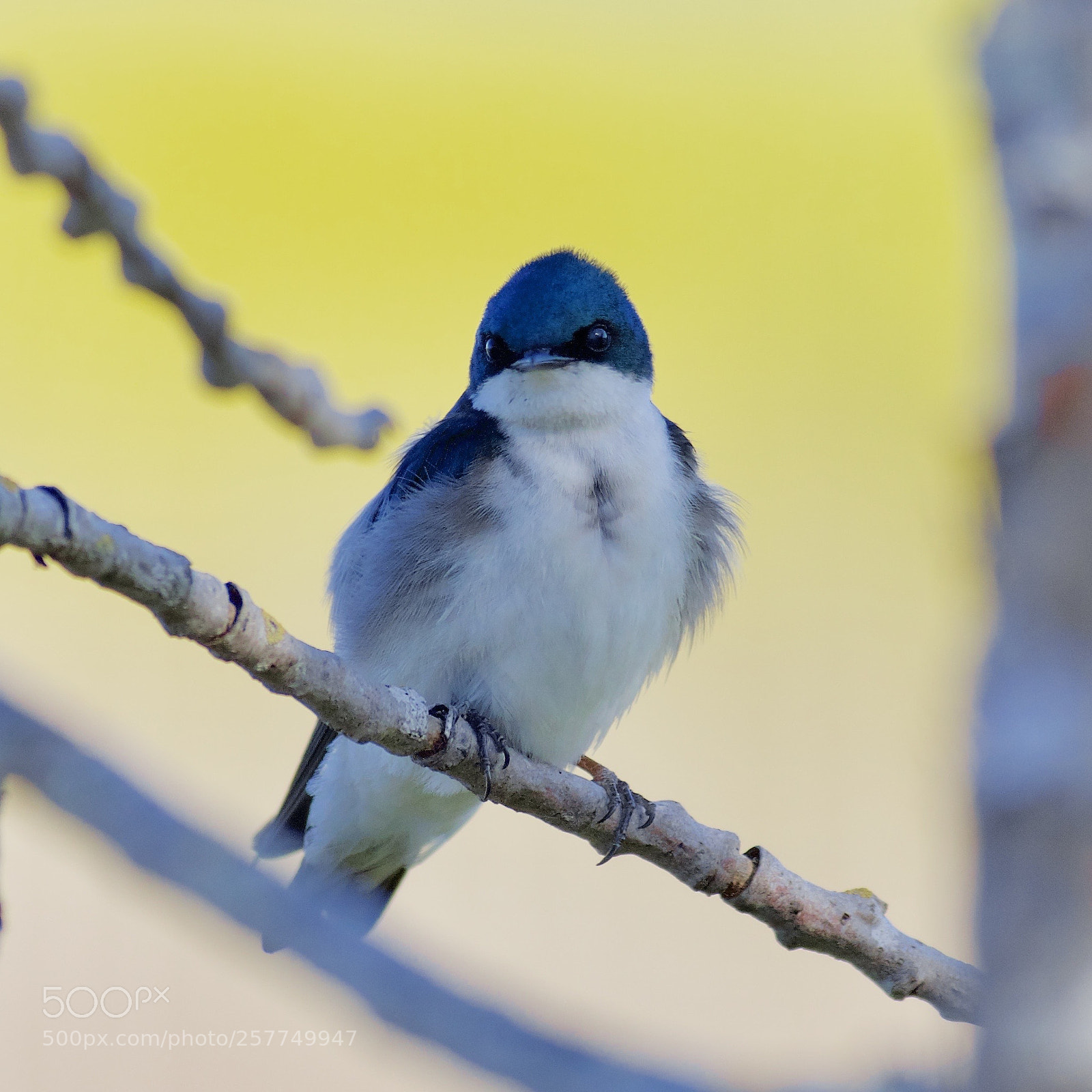 Canon EOS 5D Mark IV sample photo. Tree swallow in shadow photography