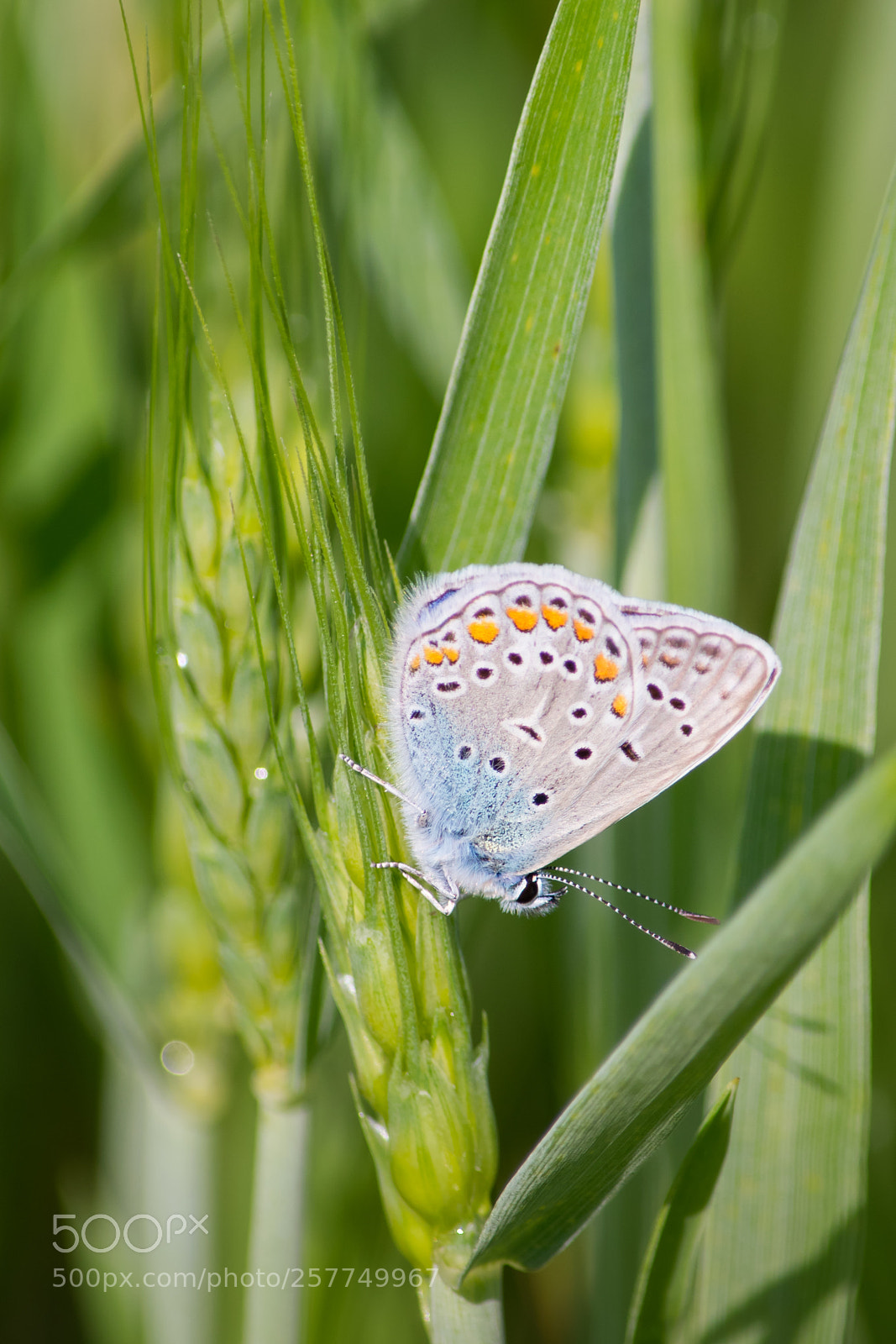 Nikon D5300 sample photo. Little butterfly photography