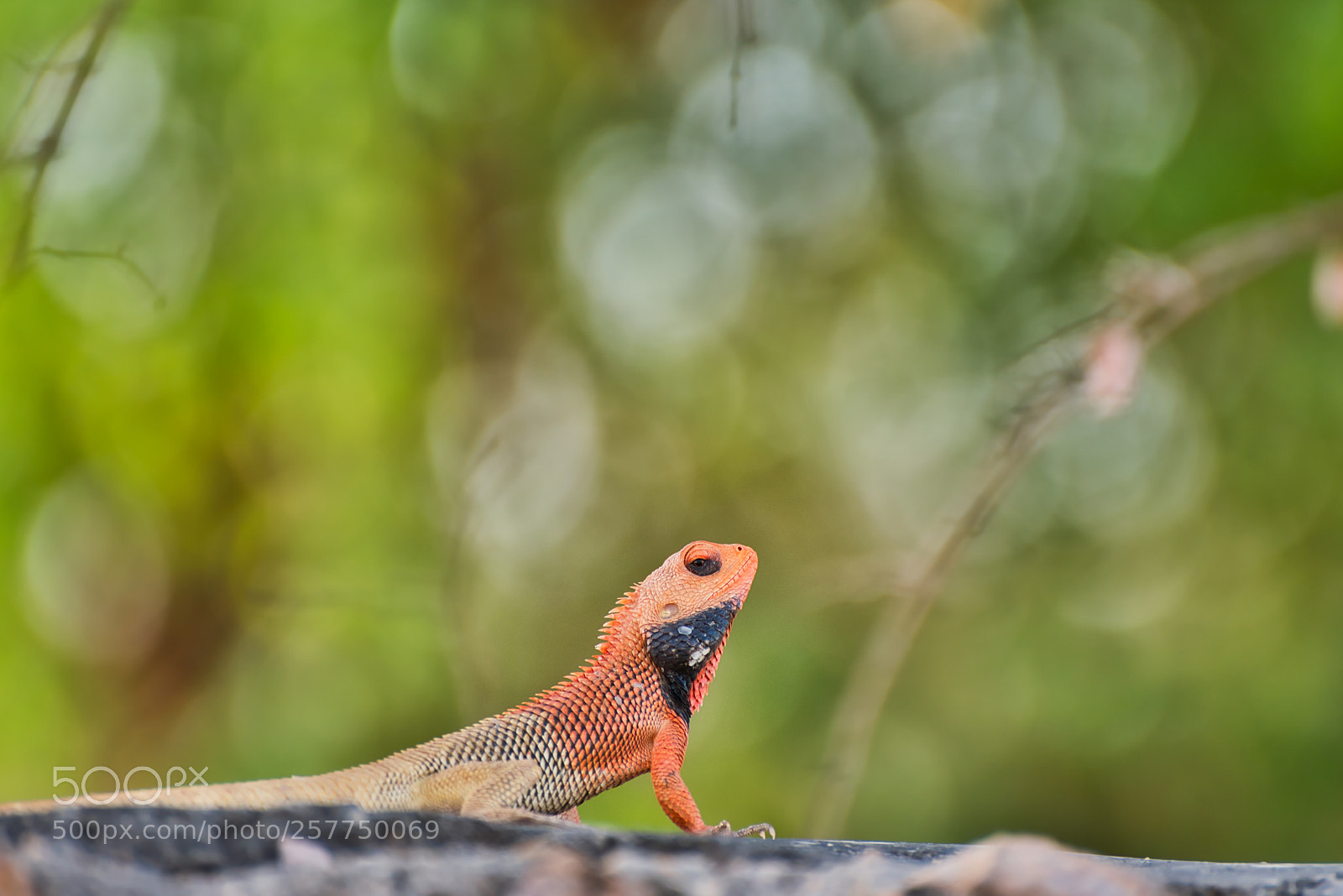Nikon D750 sample photo. The chameleon photography