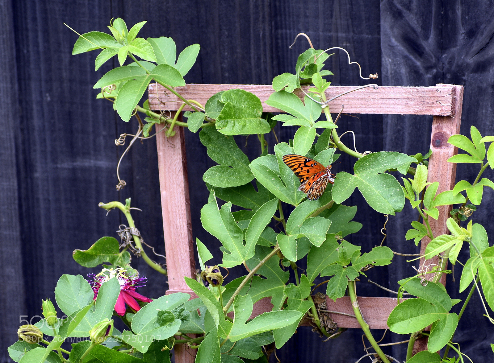 Nikon D5500 sample photo. Gulf fritillary laying eggs photography