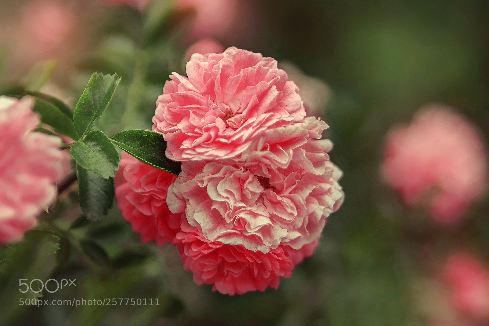 Canon EOS 650D (EOS Rebel T4i / EOS Kiss X6i) sample photo. Цветы . photography