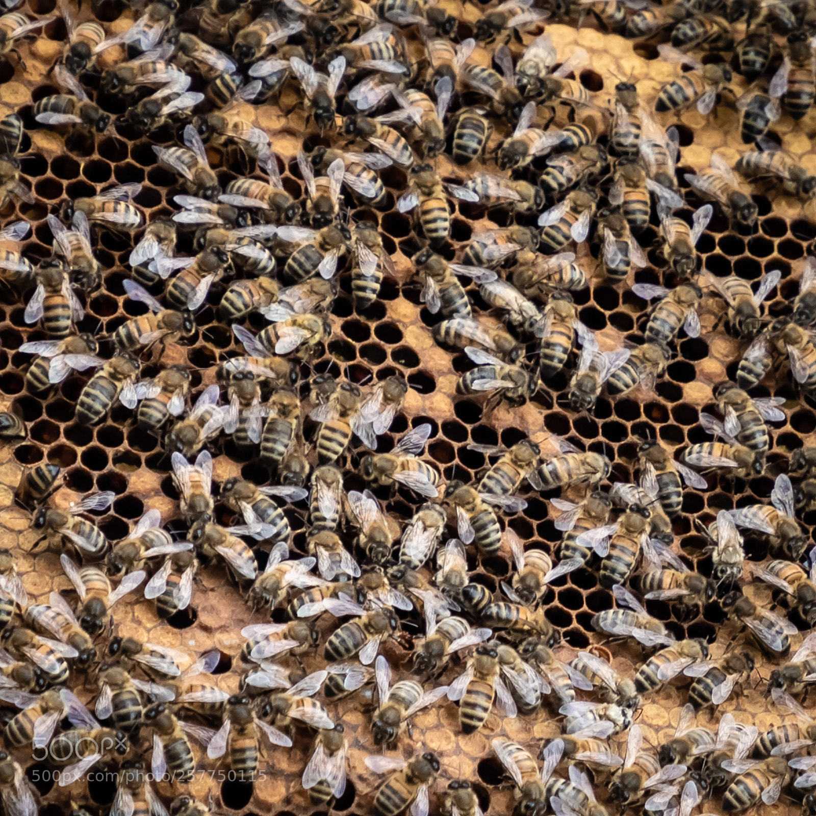 Canon EOS 5D Mark IV sample photo. Honeybees in holland photography