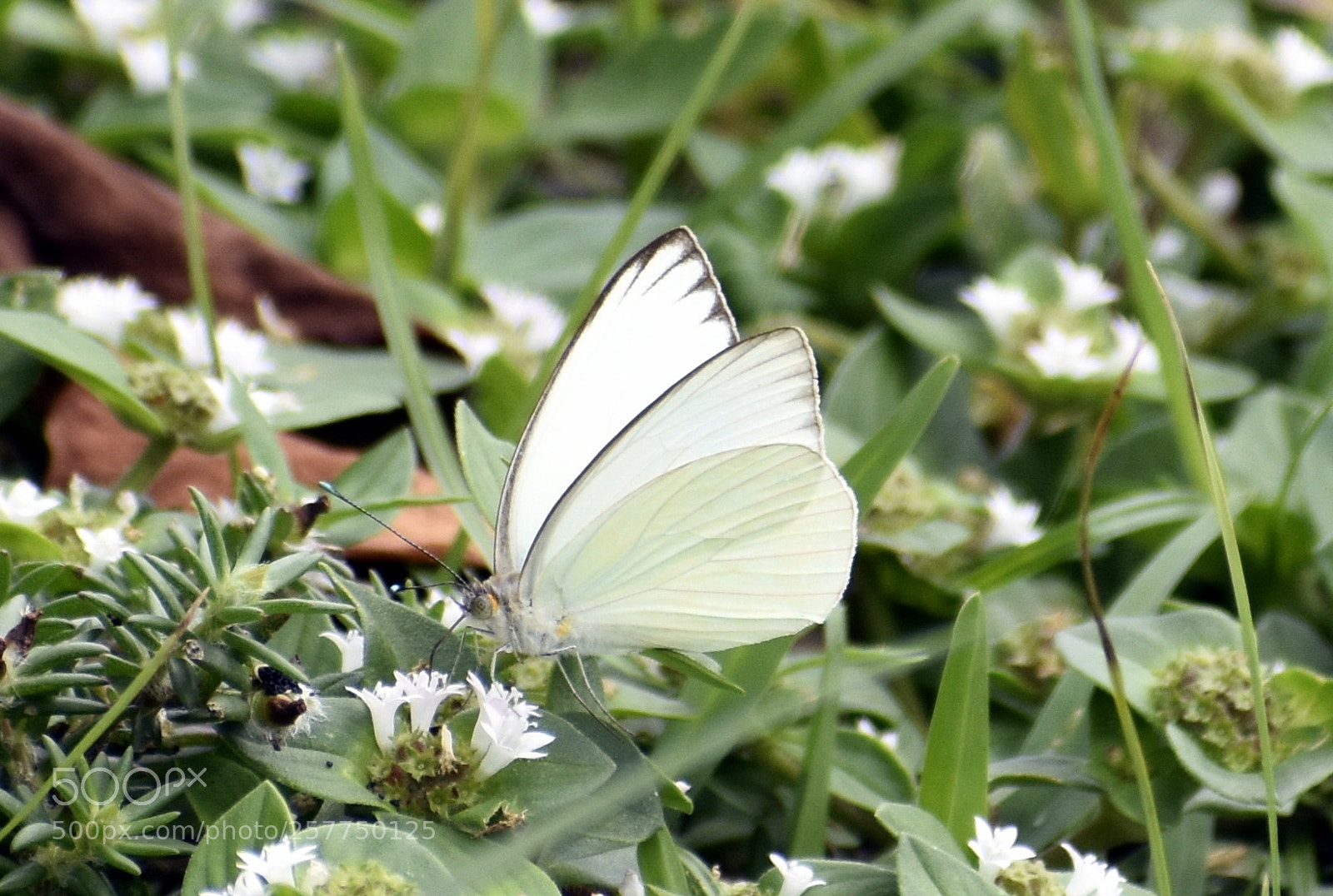 Nikon D5500 sample photo. Great southern white photography
