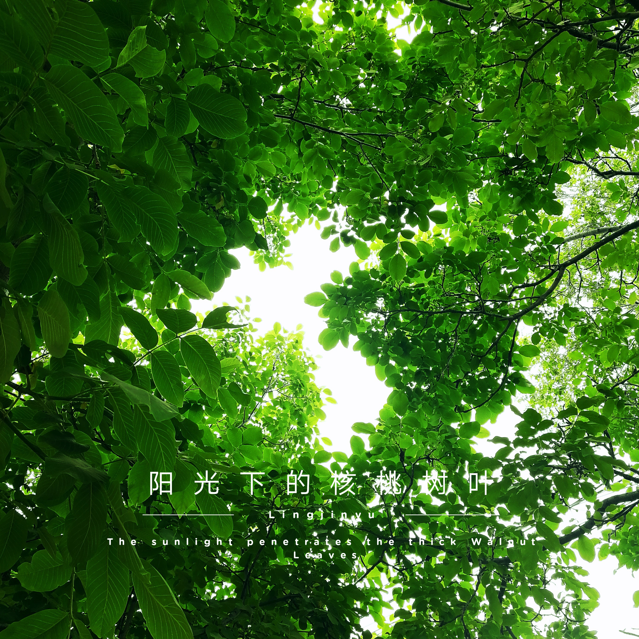 HUAWEI Honor 9 sample photo