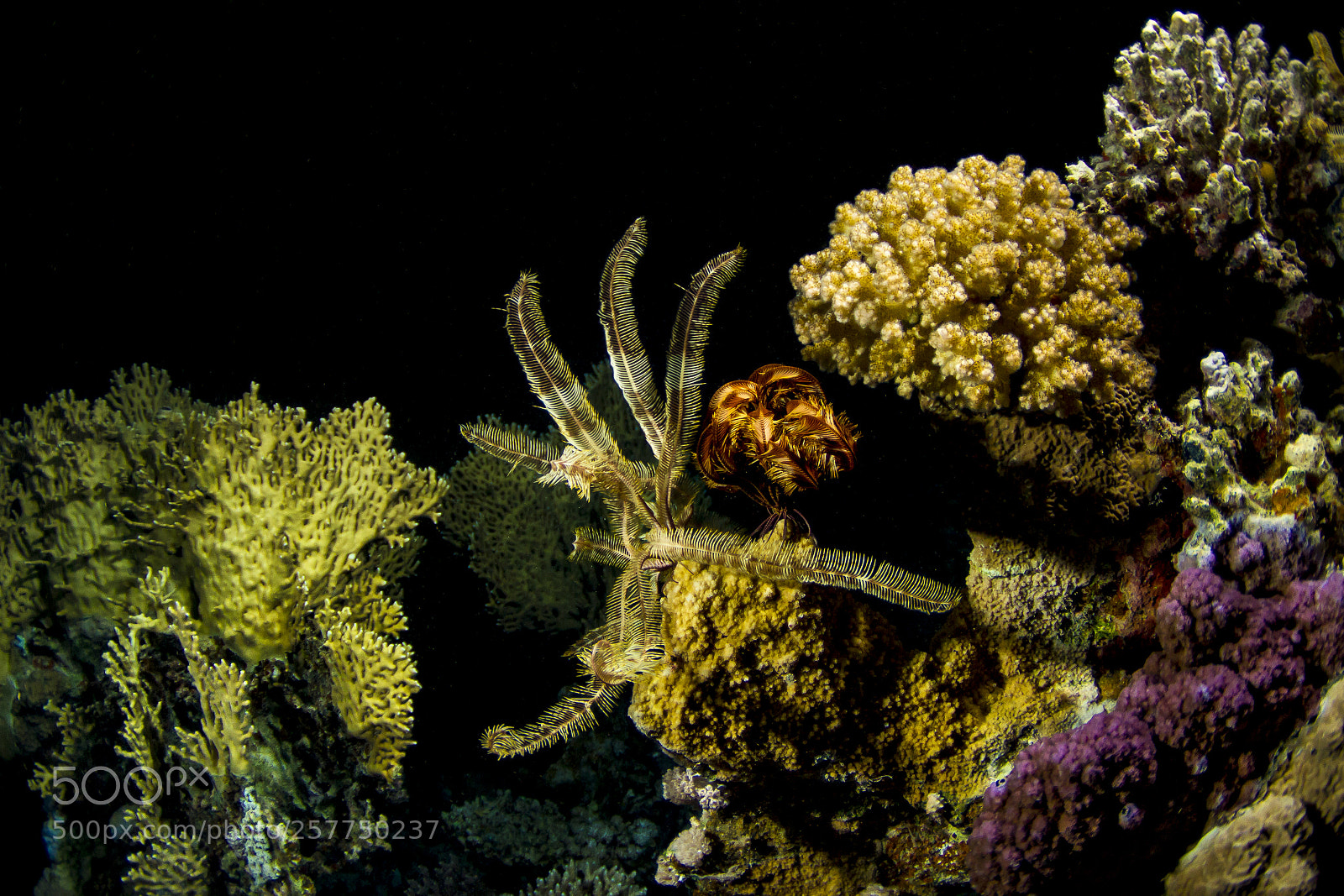 Canon EOS 7D sample photo. Feather stars-comatule (comatulida) photography