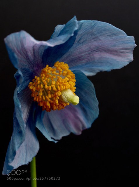 Leica Q (Typ 116) sample photo. Meconopsis, the blue poppy photography