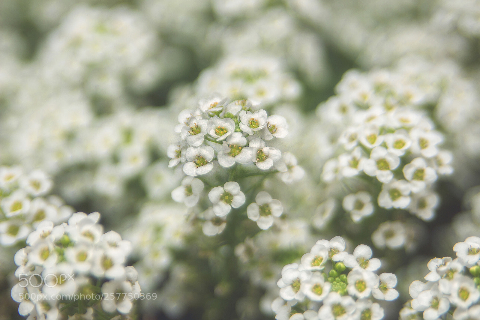 Canon EOS 650D (EOS Rebel T4i / EOS Kiss X6i) sample photo. Цветы . photography