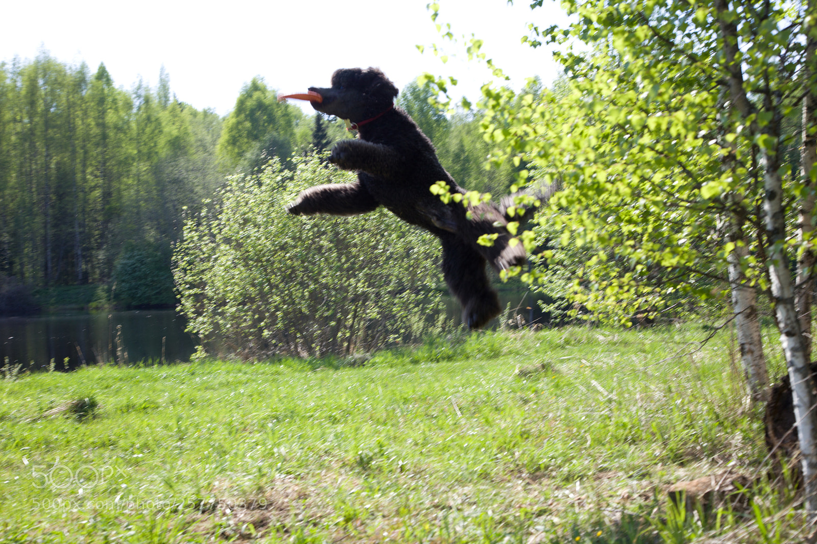 Canon EOS 5D Mark II sample photo. Jump photography