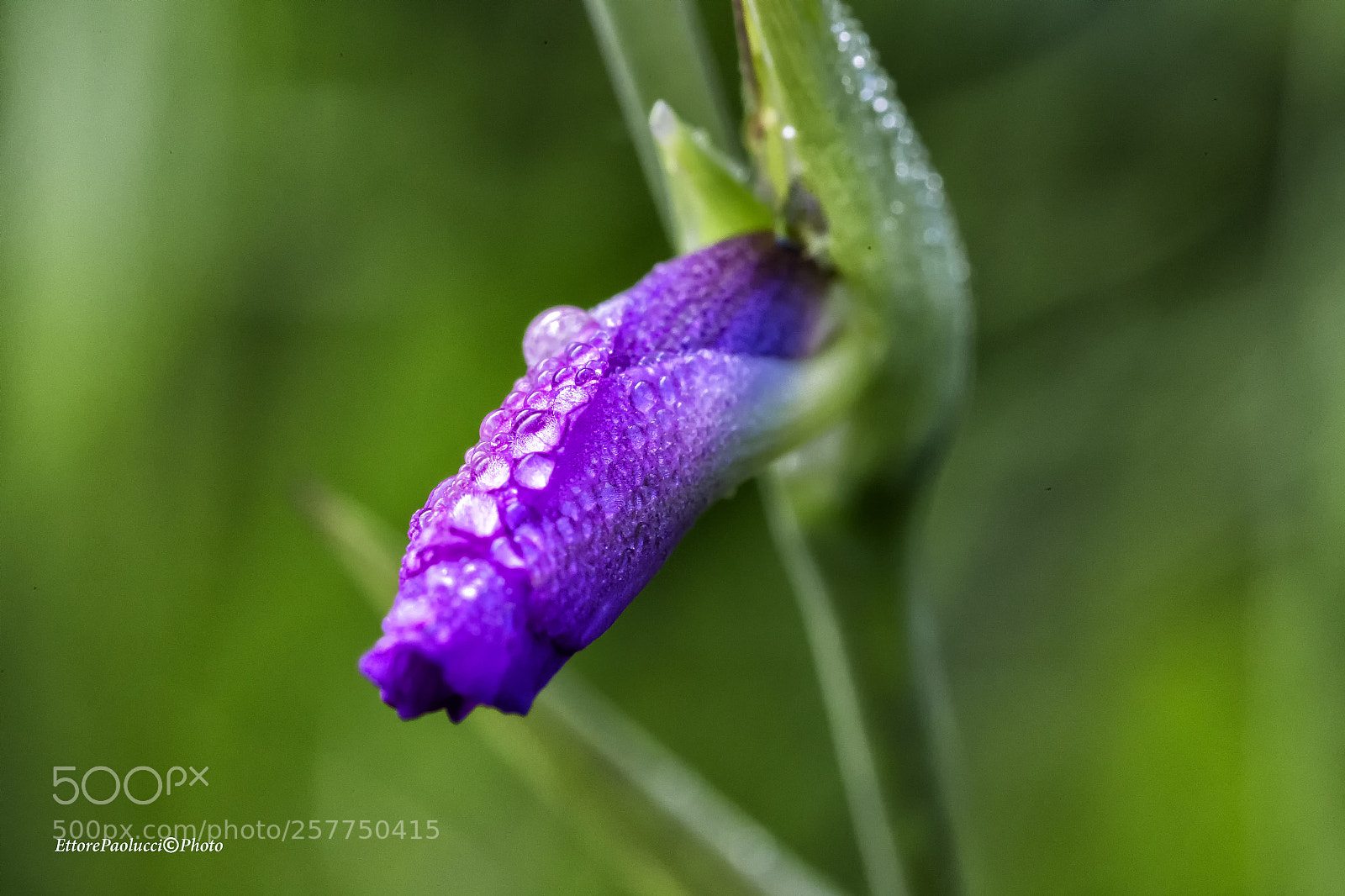 Canon EOS 6D sample photo. Untitled photography