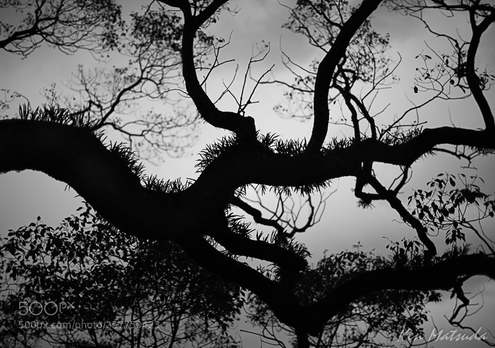 Canon EOS 5D Mark II sample photo. Illusion photography