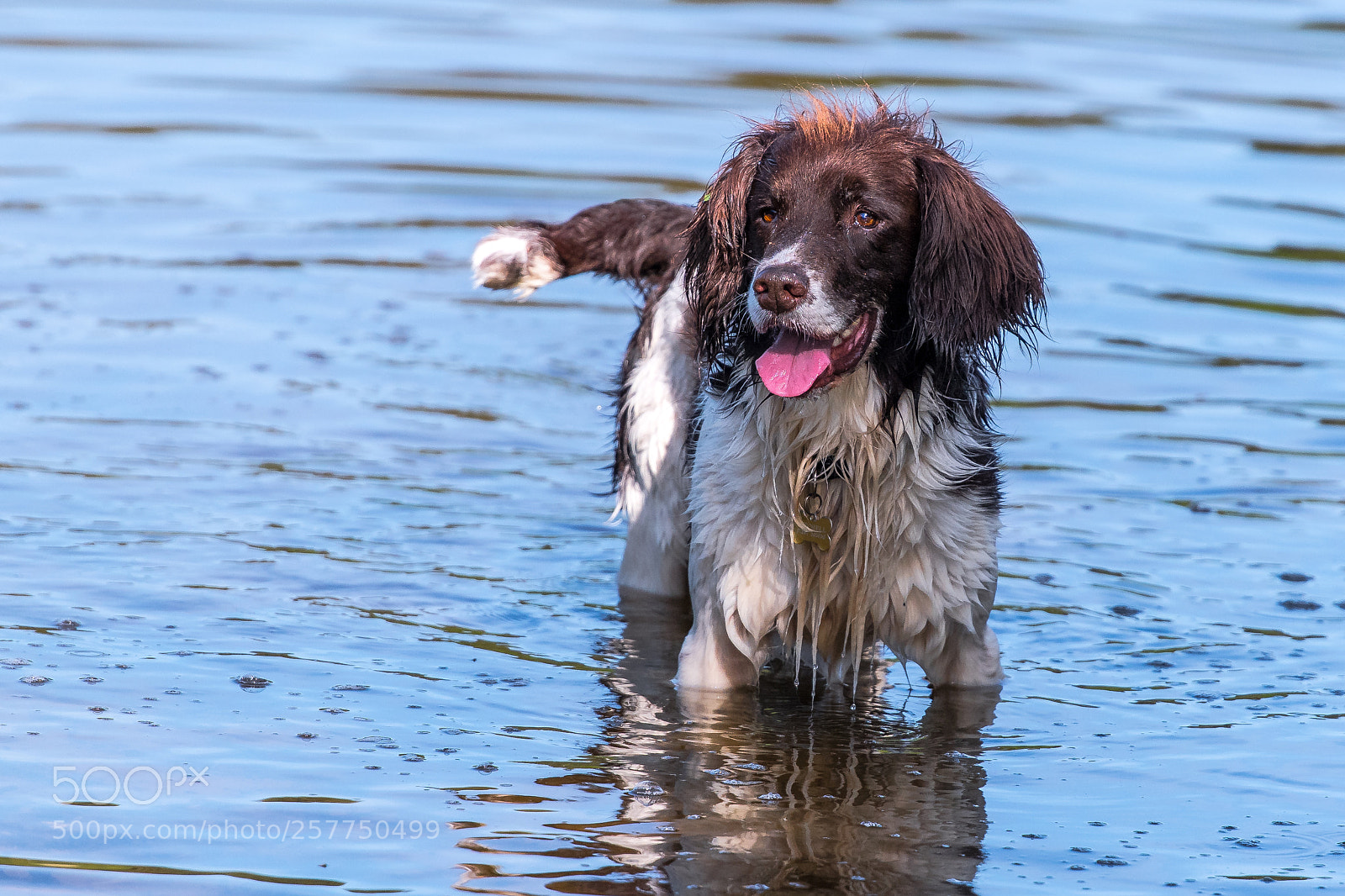 Nikon D850 sample photo. Scruffy! photography