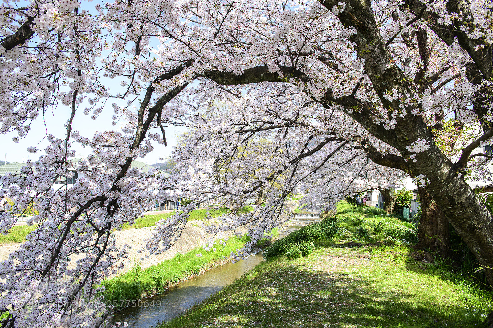 Nikon D850 sample photo. Sakura kyoto japan photography