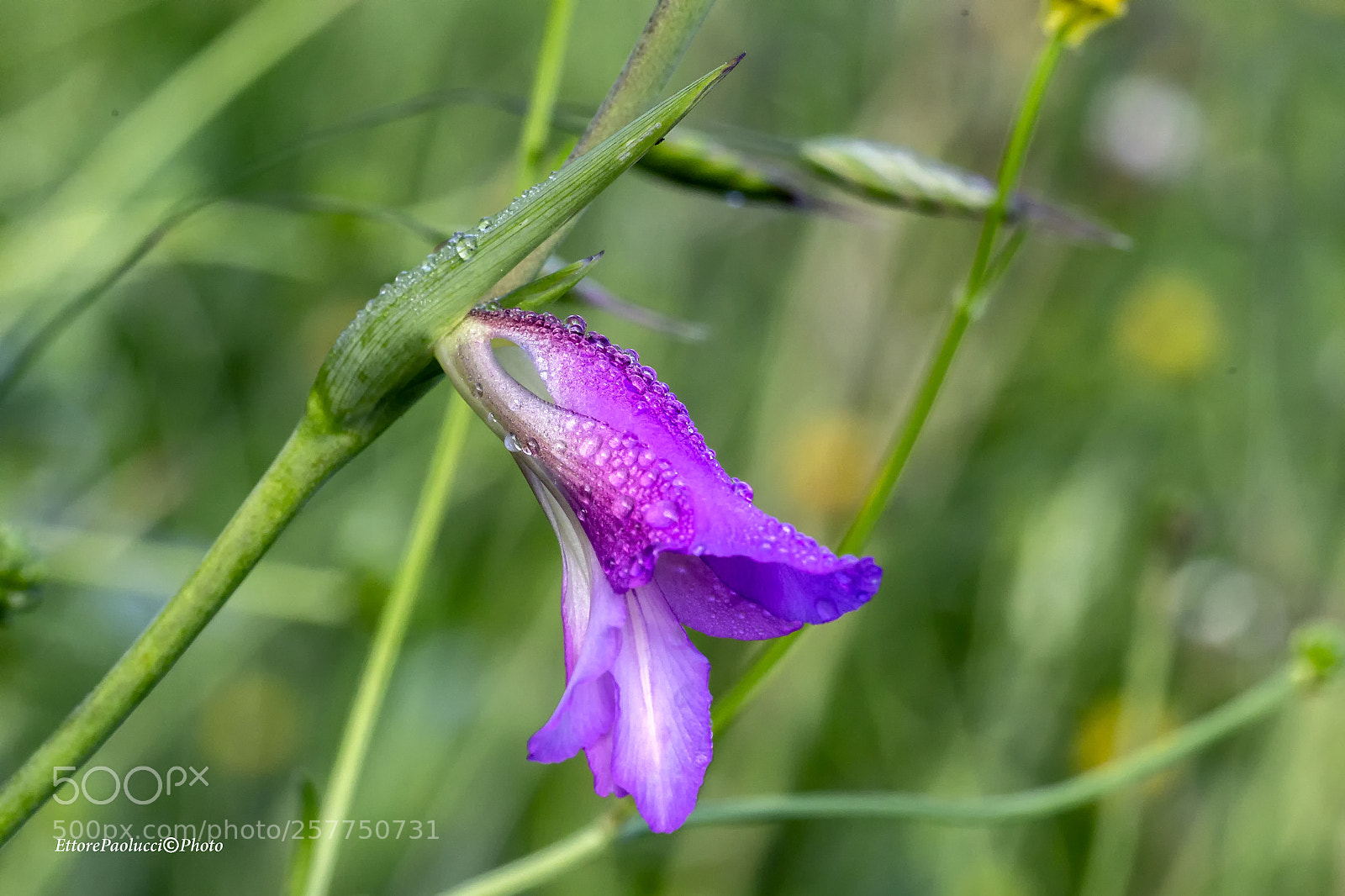 Canon EOS 6D sample photo. Untitled photography