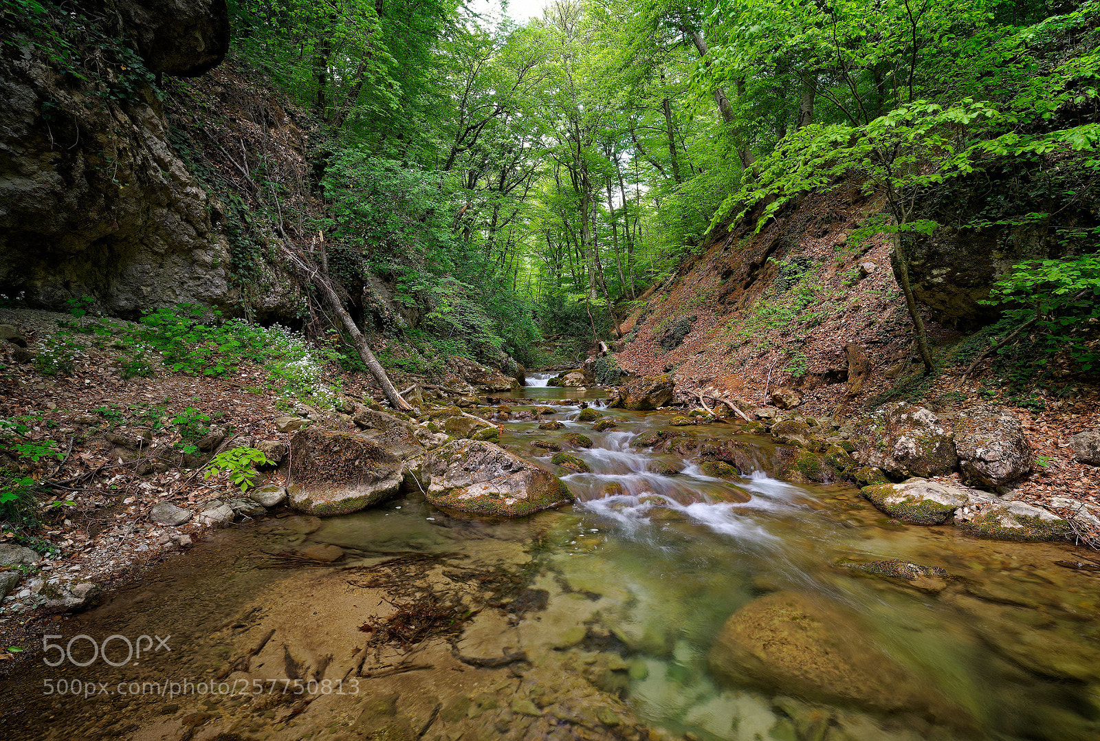 Pentax K-1 sample photo. Ancient beech forests of photography