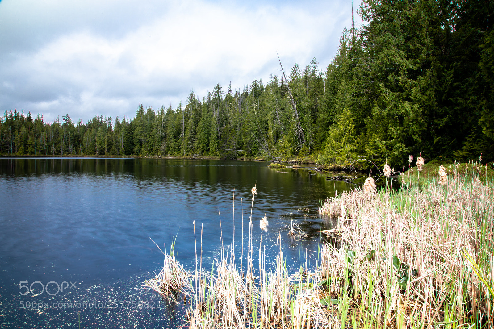 Canon EOS 5D Mark IV sample photo. Beaver lake - vancouver photography