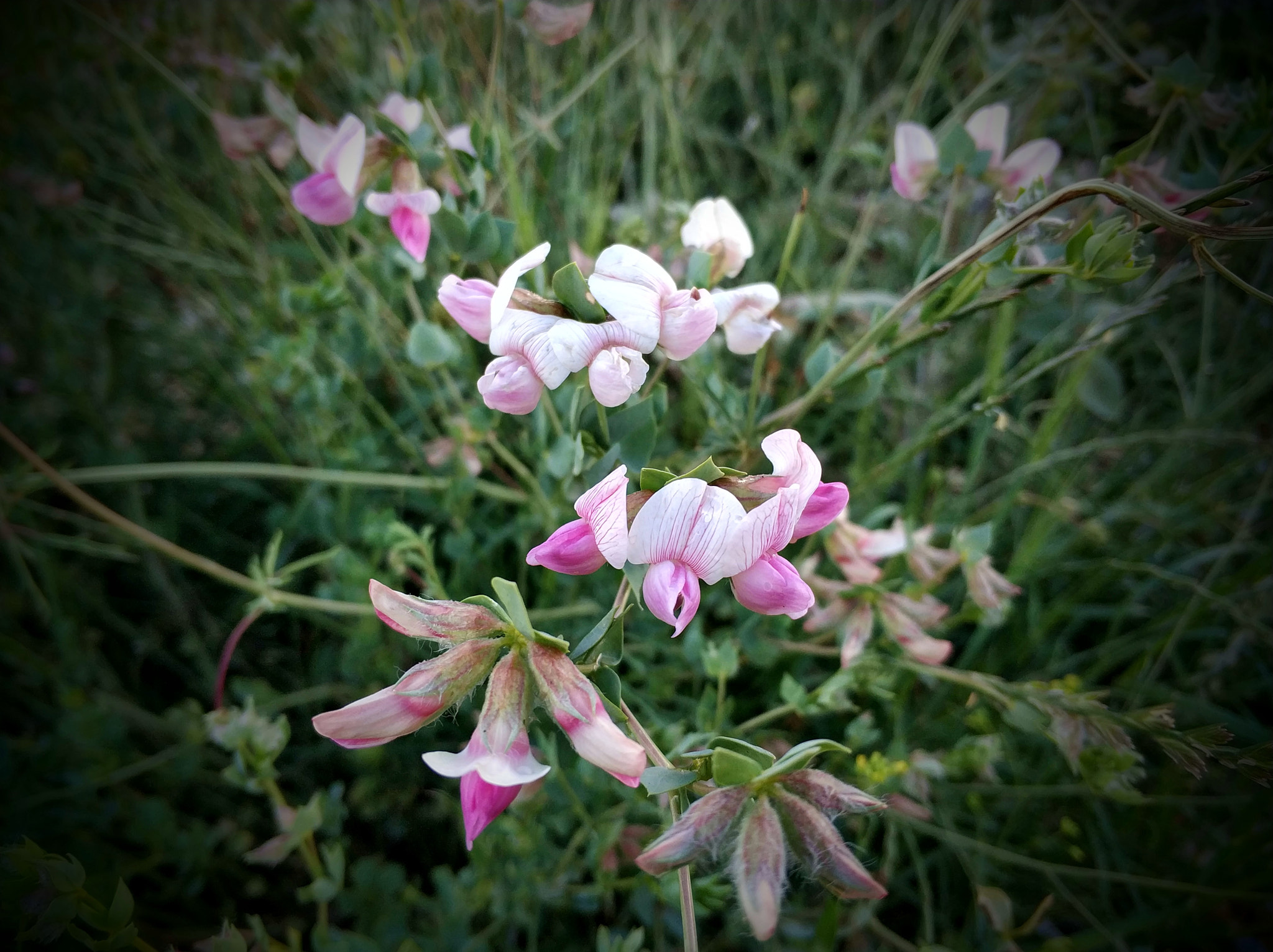 Xiaomi Mi Note 3 sample photo