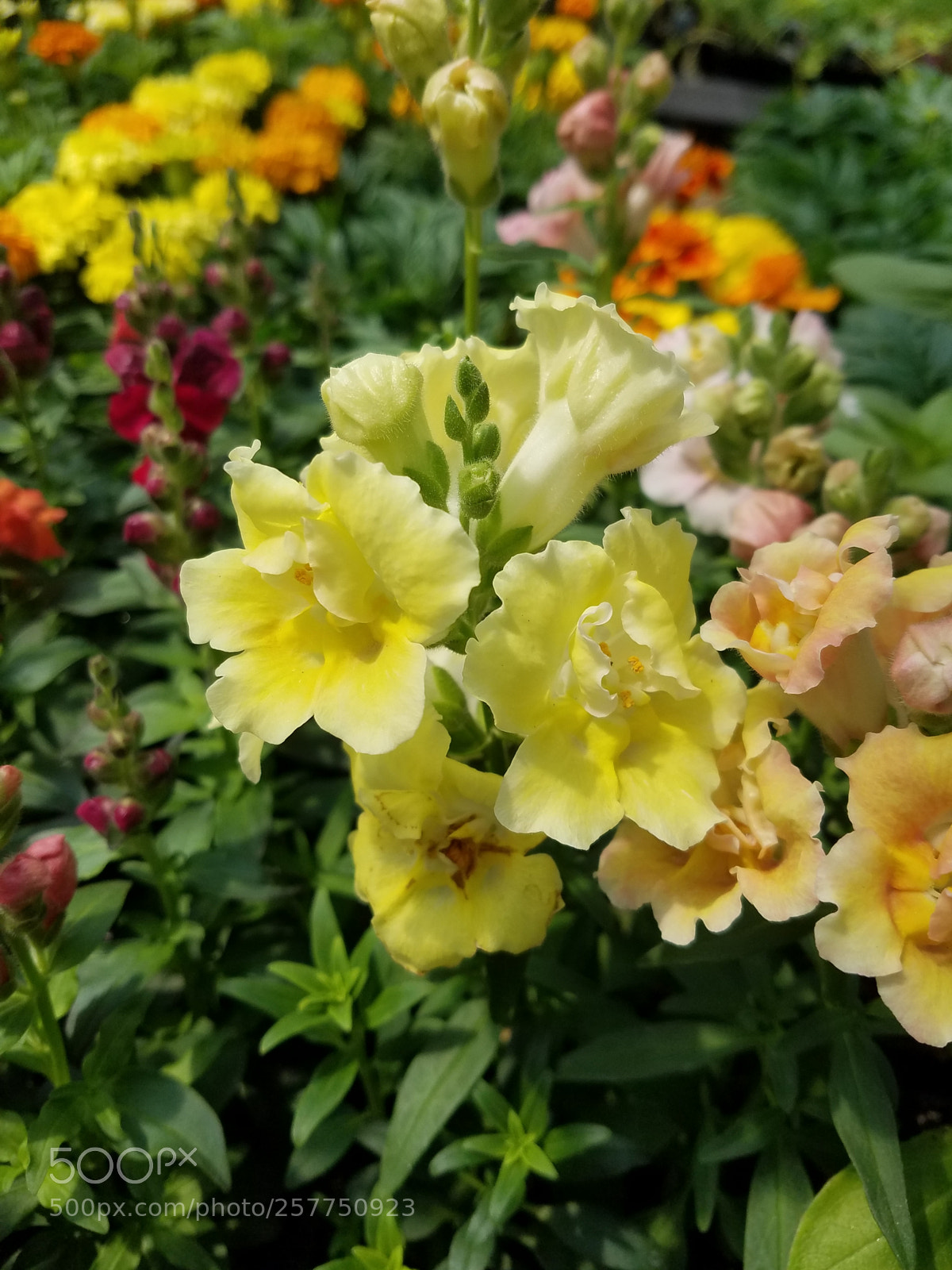 Samsung Galaxy S7 sample photo. 20180511_113327.jpg photography