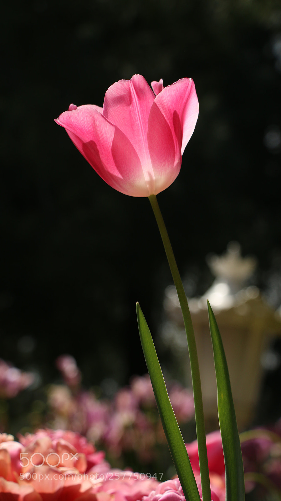Canon EOS 70D sample photo. Princess photography