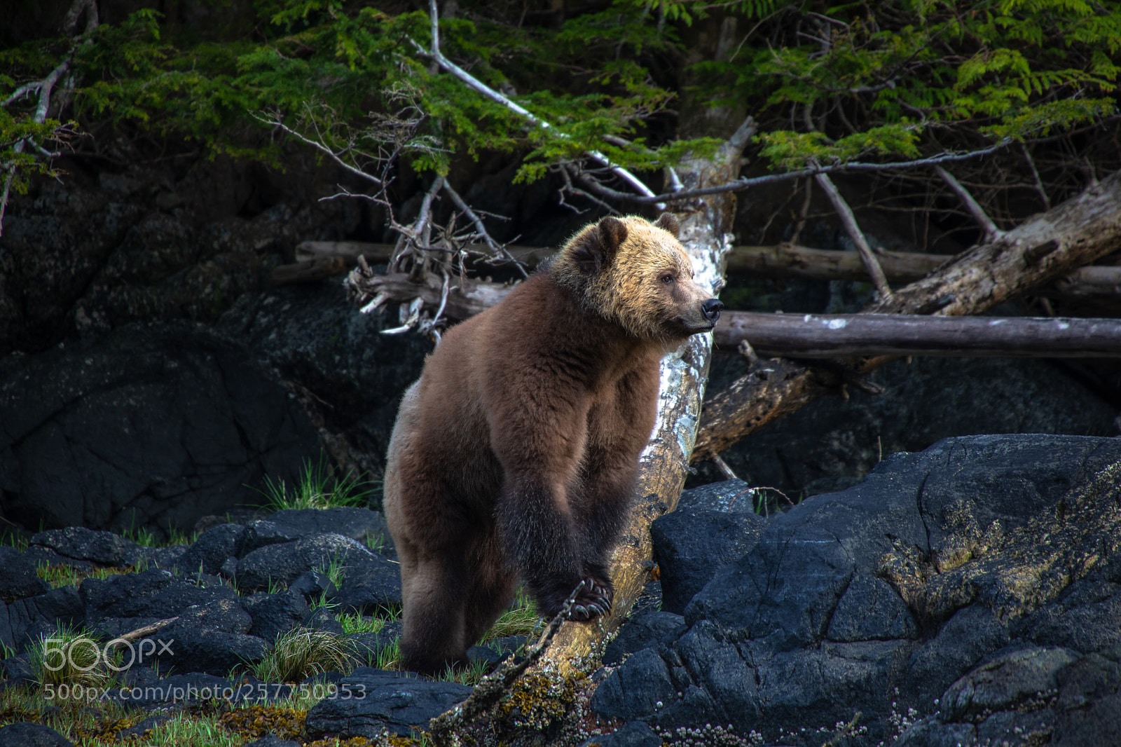 Canon EOS 5D Mark IV sample photo. Vancouver island knight inlet photography