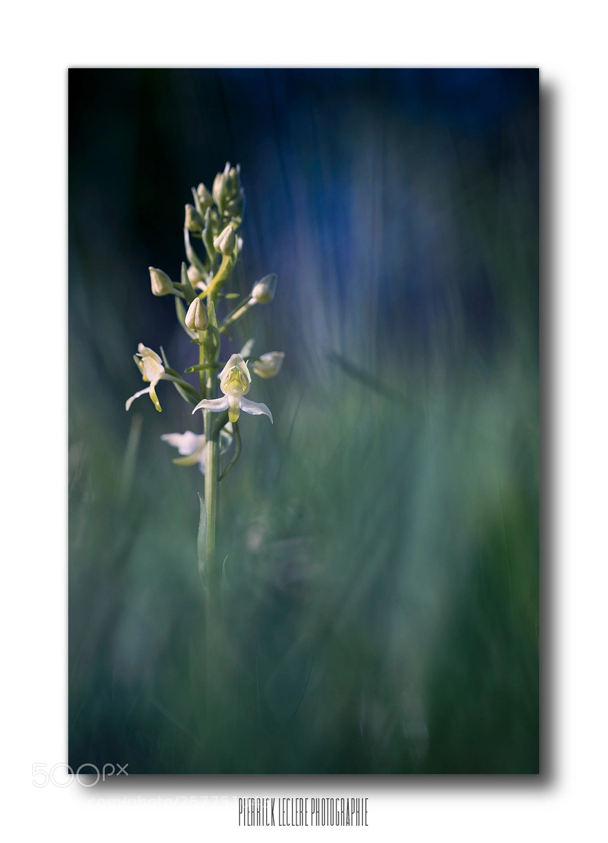 Canon EOS 5D Mark IV sample photo. Platanthera chlorantha photography