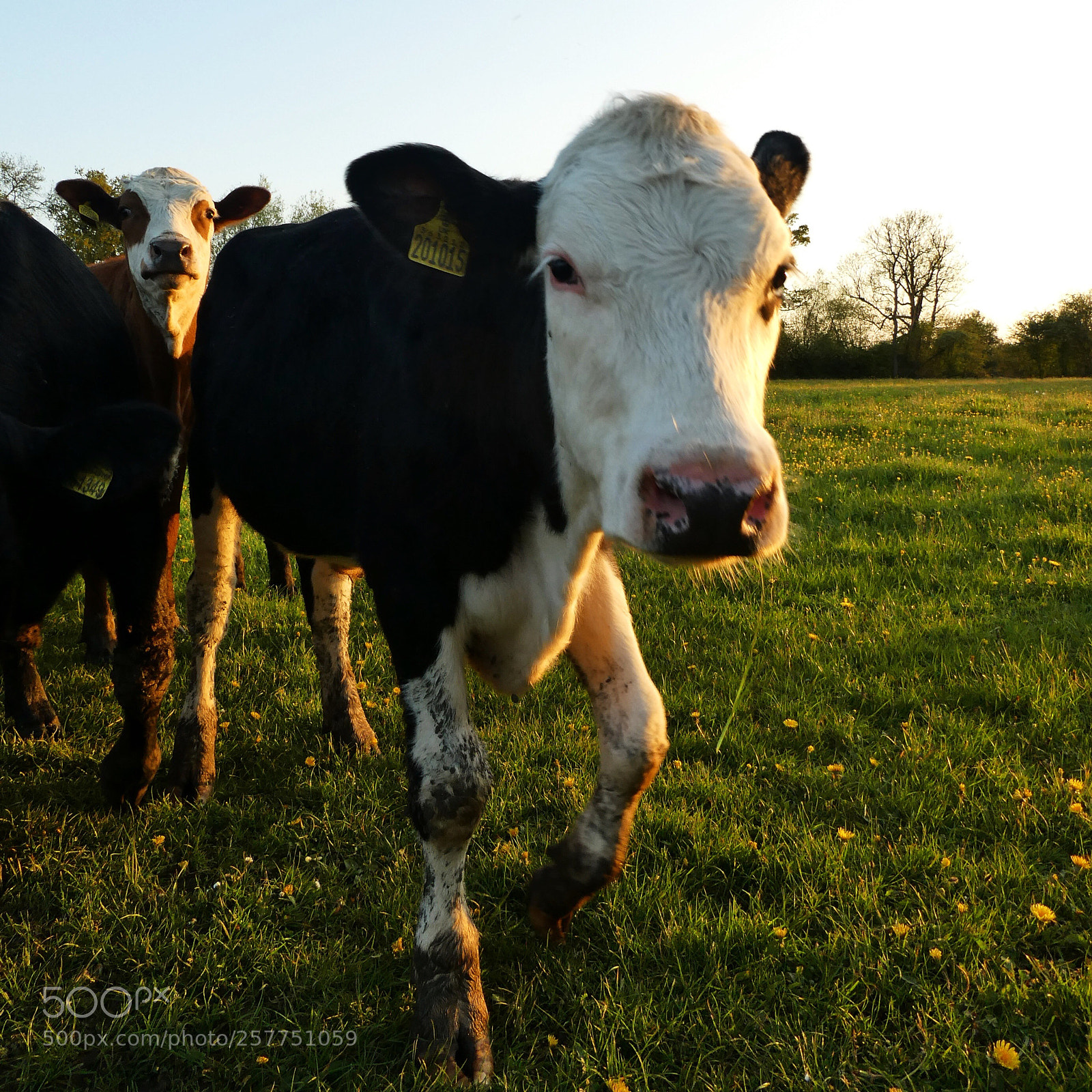 Panasonic Lumix DC-ZS70 (Lumix DC-TZ90) sample photo. Friendly cow photography