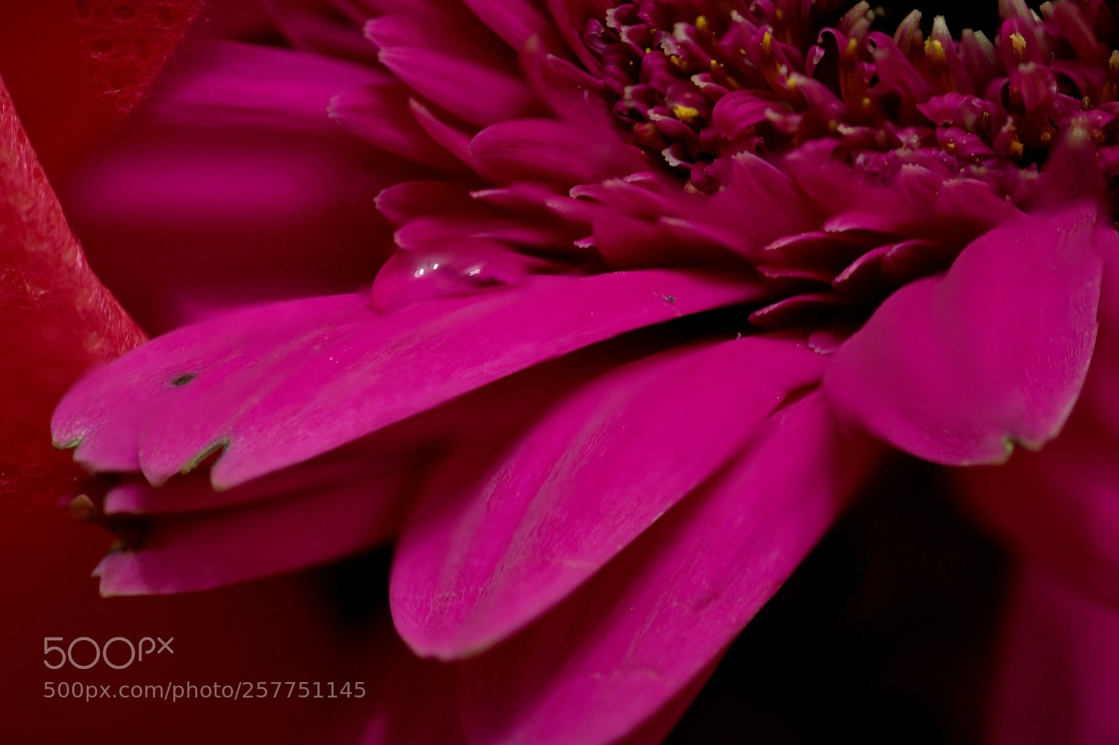 Nikon D7100 sample photo. Flower photography