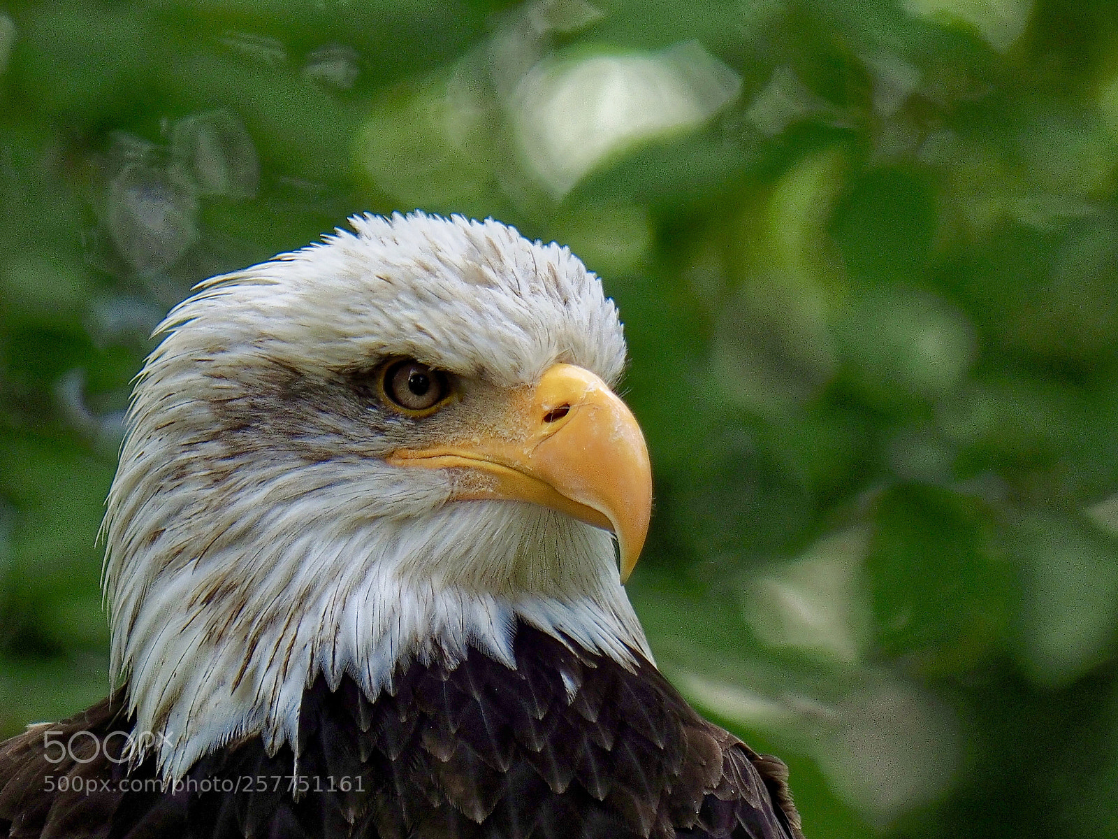 Olympus OM-D E-M1 Mark II sample photo. Weisskopfseeadler photography