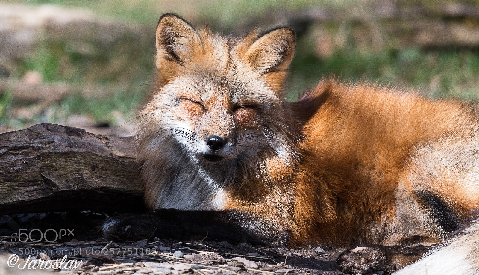 Nikon D500 sample photo. Nap time photography