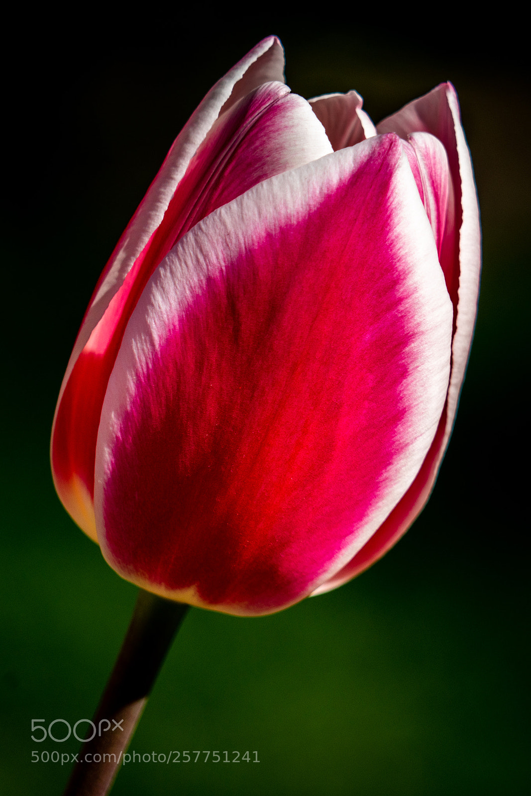 Sony a7R II sample photo. Tulip photography