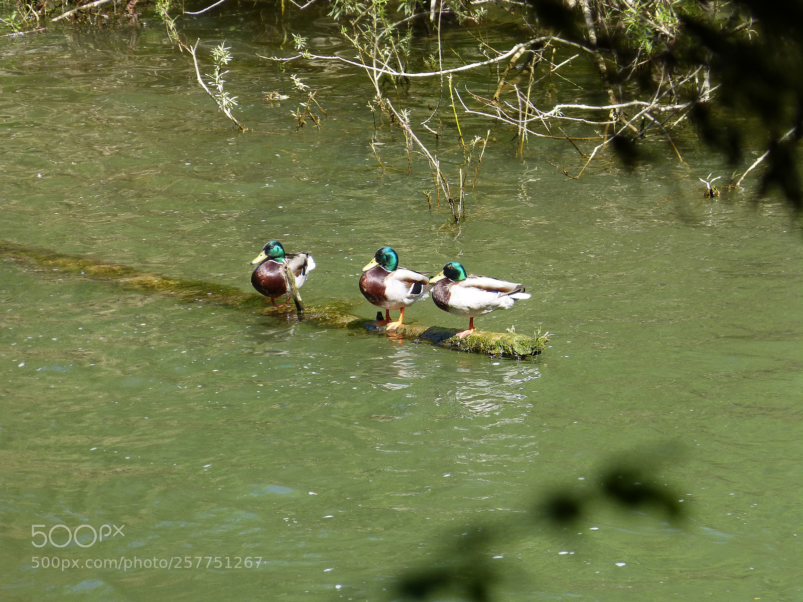 Panasonic DMC-FZ62 sample photo. Wild ducks - doubs photography